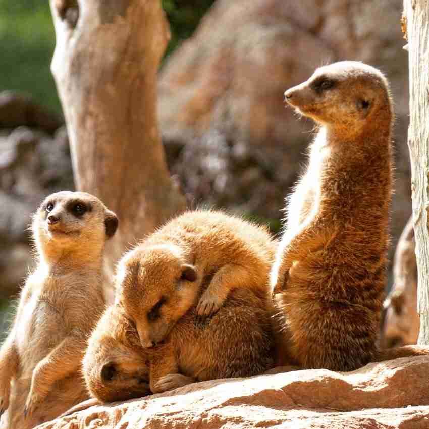 Pictures of Meerkats for our Meerkat Movies and Meals Review